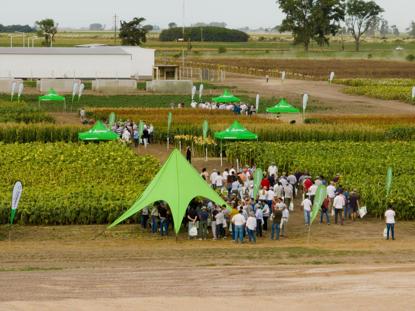 Jornada a campo Nuseed, el Girasol como protagonista y un porfolio completo de alternativas para nutricion animal