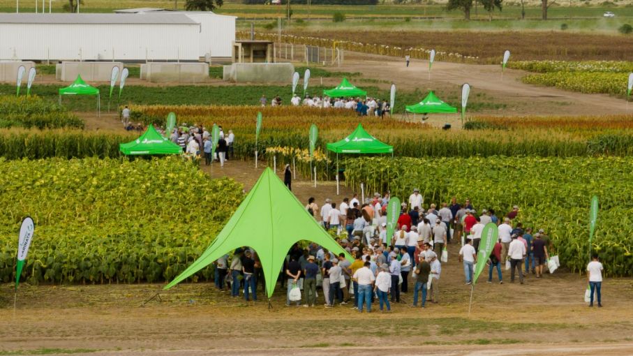 Jornada a campo Nuseed, el Girasol como protagonista y un porfolio completo de alternativas para nutricion animal