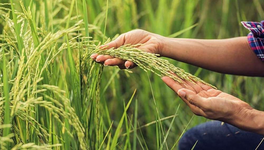 Arroz : la produción registró un aumento interanual del 15 %