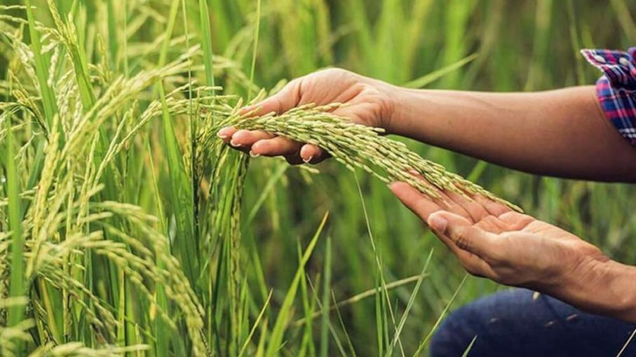 La superficie destinada al arroz en Entre Ríos mostró una suba interanual del 7%