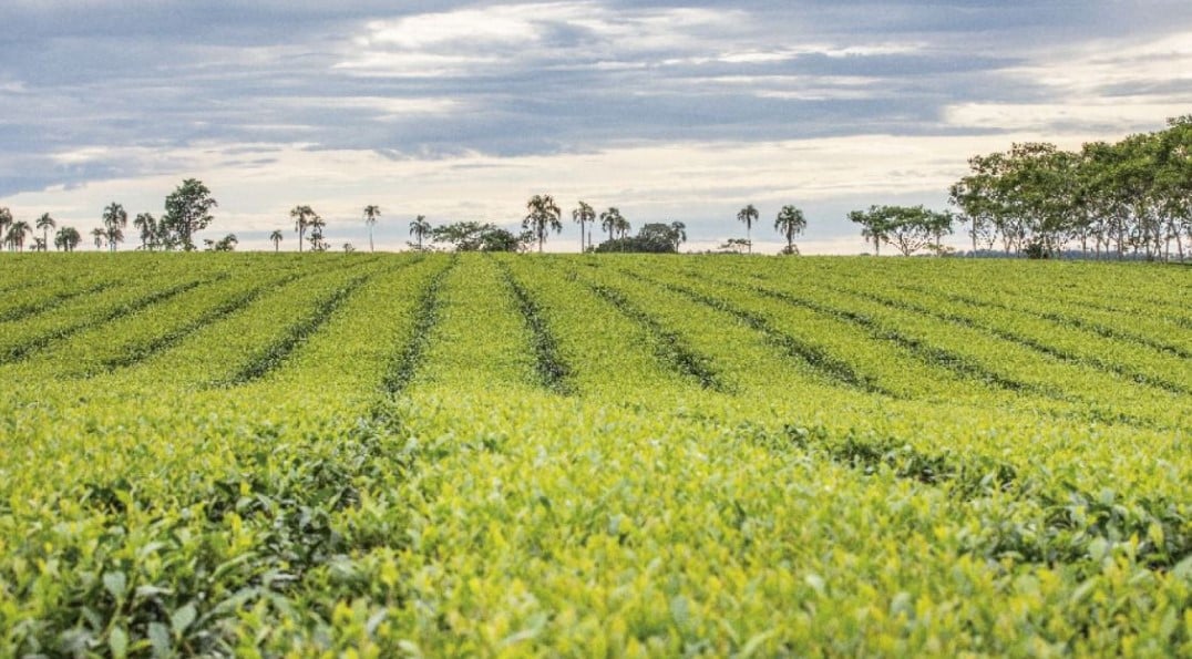 Misiones: se oficializó el kilo de té a $20