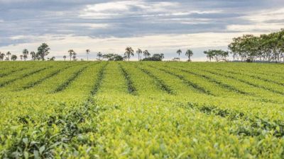 Misiones: se oficializó el kilo de té a $20