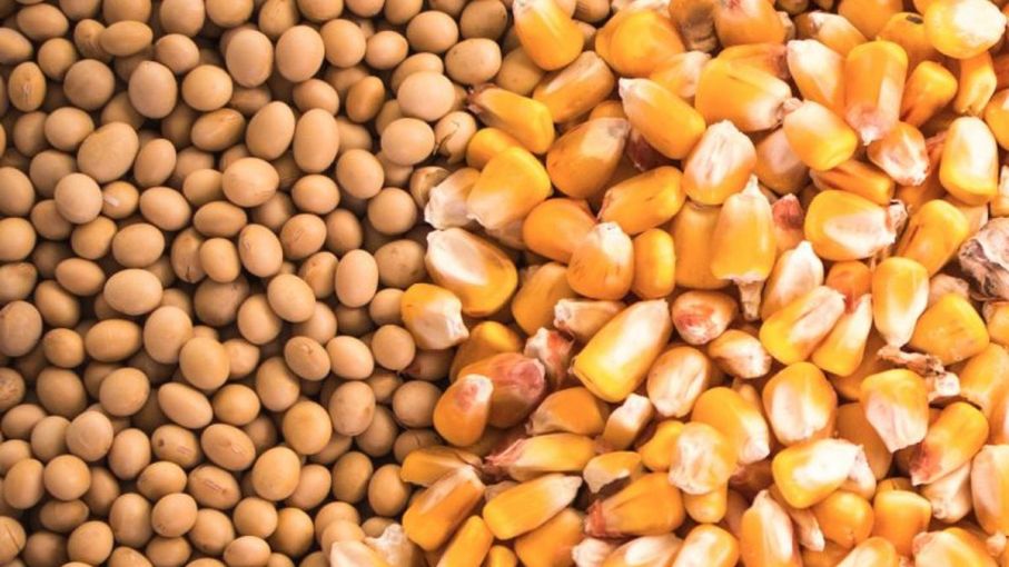 China mantiene sus previsiones de producción de maíz y soja para 2023/24