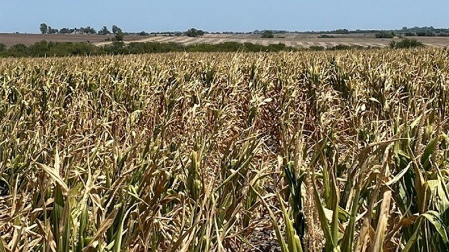 Santa Fe, Entre Ríos y el norte de Buenos Aires son las zonas más golpeadas por la sequía