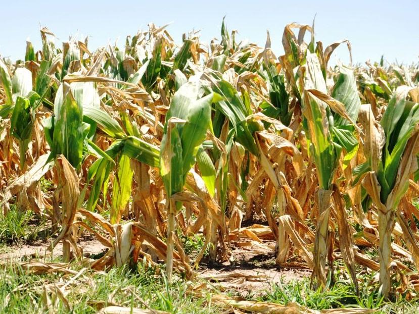 Reclaman extender emergencia agraria a distritos afectados por sequía y medidas urgentes para tamberos