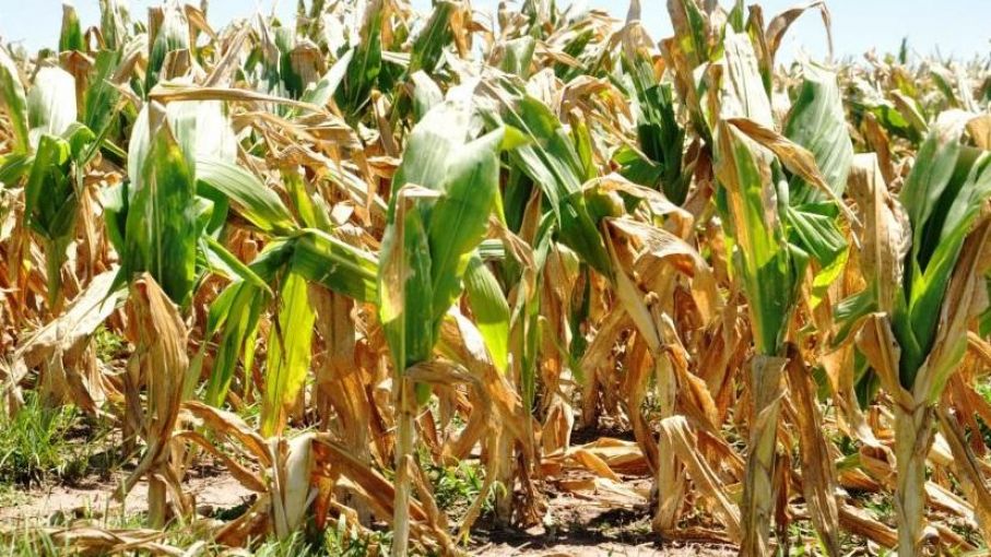 Se viene La Niña a partir del invierno ?