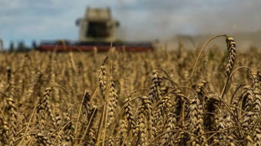 El déficit de cereales en Ucrania dejan al mundo vulnerable un año después de la guerra