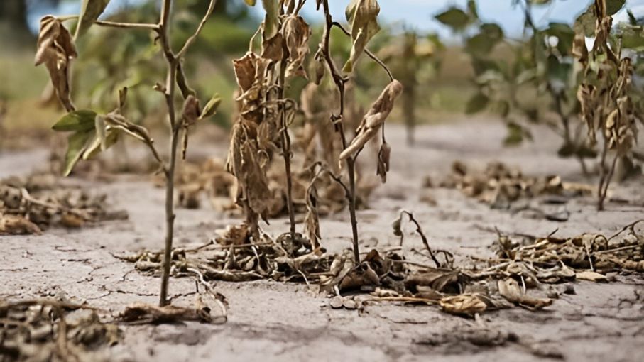 Declaran oficialmente finalización de La Niña, tras 32 meses de clima seco