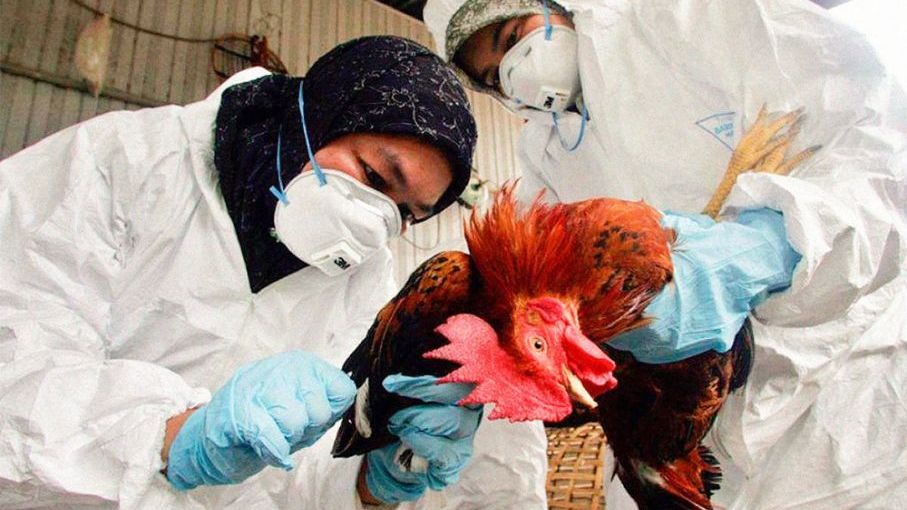 Alerta en Entre Ríos por la gripe aviar: exportaciones y 20 mil puestos laborales en riesgo 