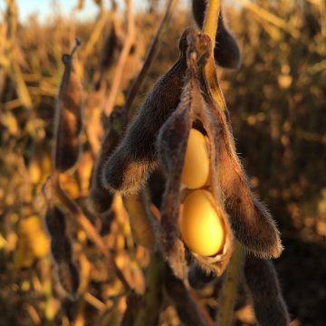  China intensificará la compra de soja nacional por parte de las reservas estatales para animar a los productores a seguir sembrando la cosecha