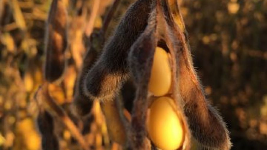  China intensificará la compra de soja nacional por parte de las reservas estatales para animar a los productores a seguir sembrando la cosecha