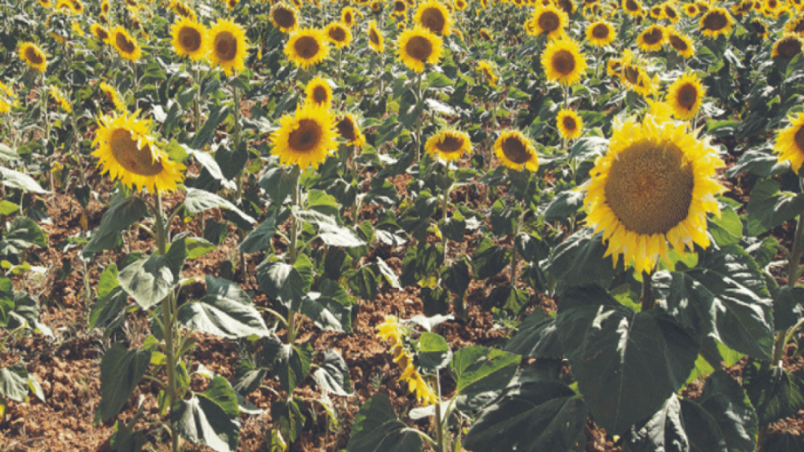 Girasol: la superficie registró un incremento del 57 % en Entre Ríos