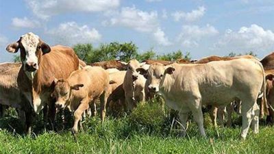 Gobierno paraguayo no quiere más burocracia de EE.UU. para exportar carne
