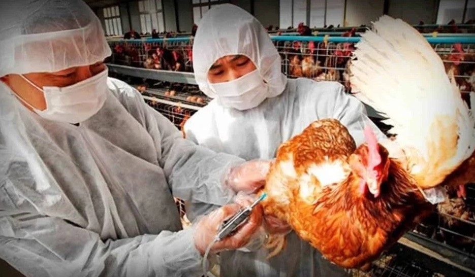 El Senasa ordenó el despoblamiento de tres granjas avícolas para prevenir la influenza aviar