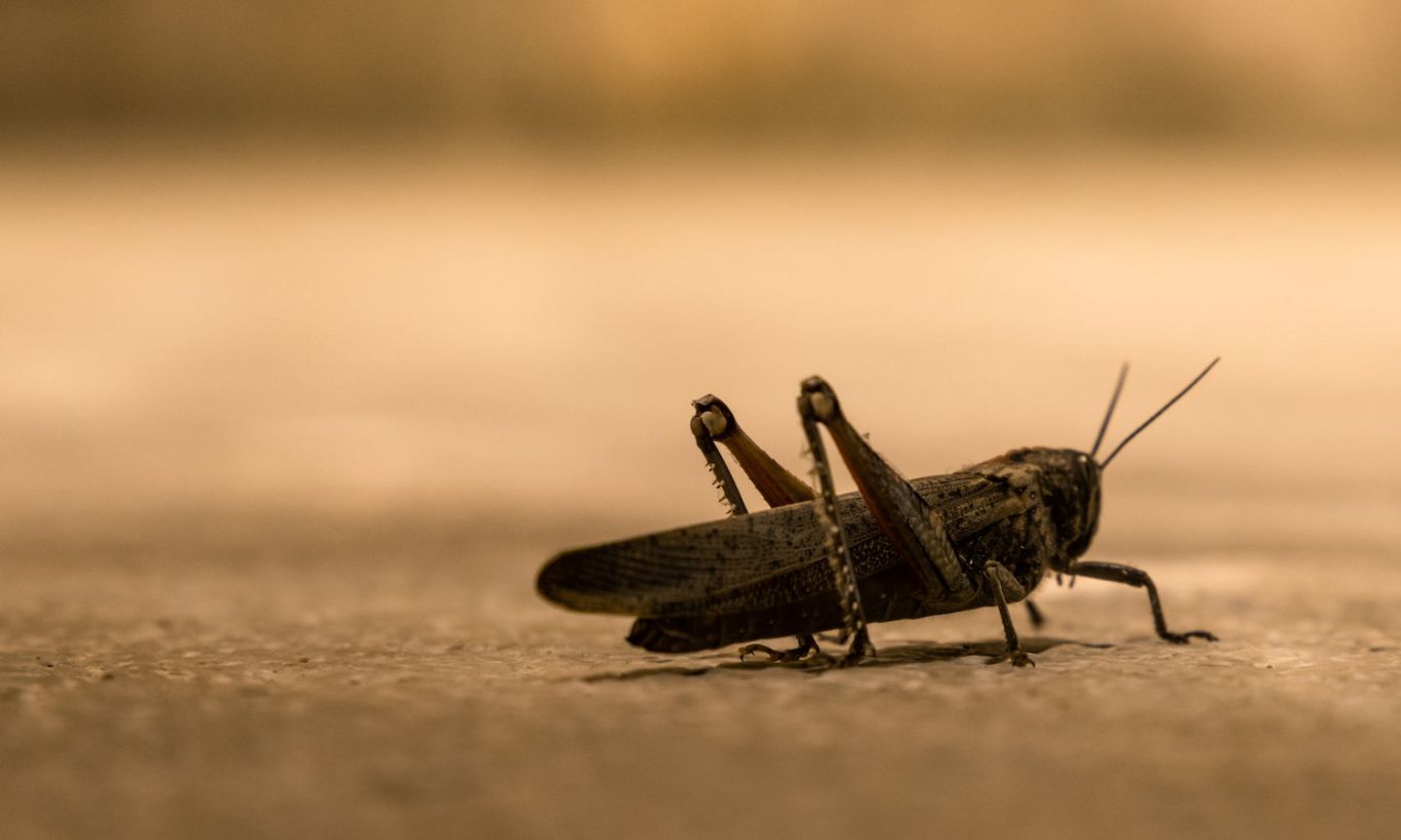 Avance en el manejo de langostas: una solución sostenible puede salvar la vida silvestre mientras controla los enjambres