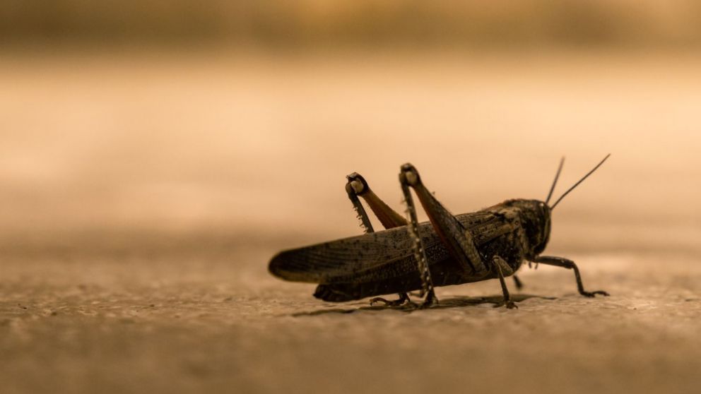 Avance en el manejo de langostas: una solucin sostenible puede salvar la vida silvestre mientras controla los enjambres