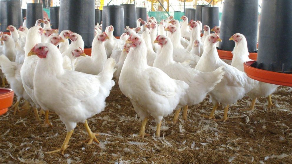 Nueva vacuna biotecnolgica para la sanidad avcola