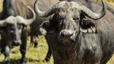 La carne con 30% menos de colesterol 