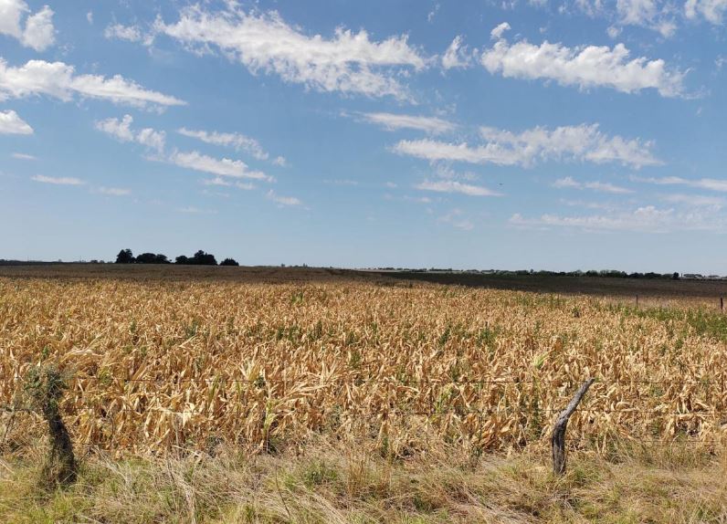Proponen crear un "Bono Verde" para asistir a los productores afectados por sequia
