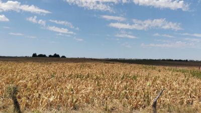 Proponen crear un "Bono Verde" para asistir a los productores afectados por sequia