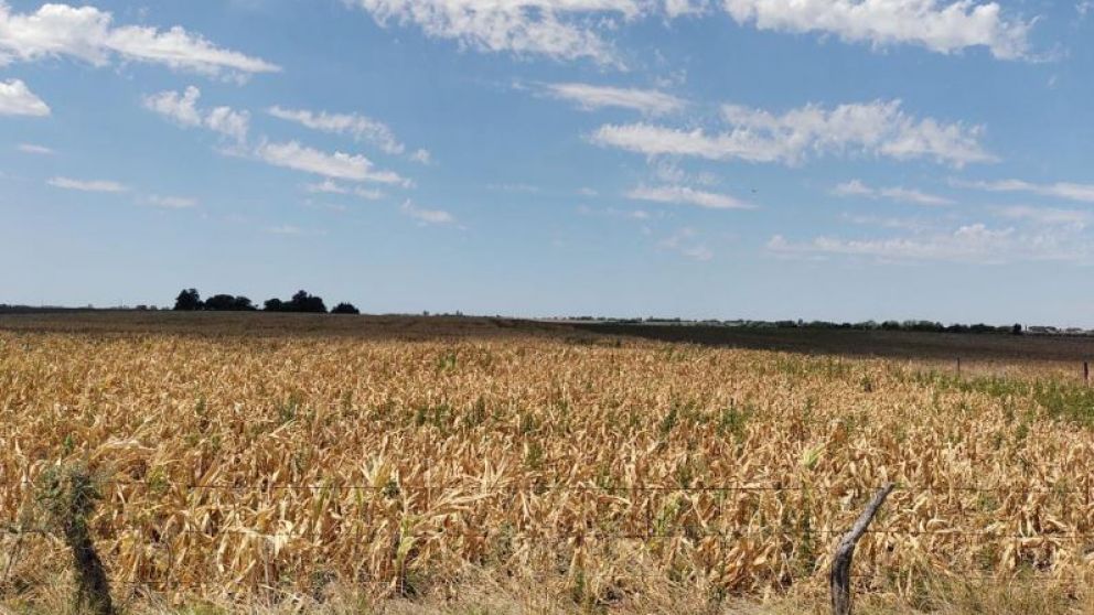 Proponen crear un "Bono Verde" para asistir a los productores afectados por sequia