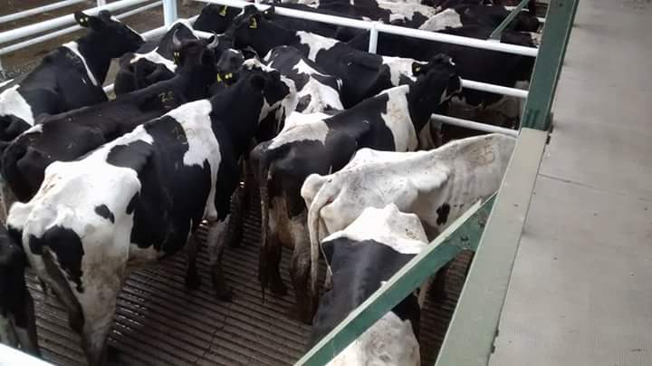 El productor de leche argentino pide ayuda a los demás integrantes de la cadena