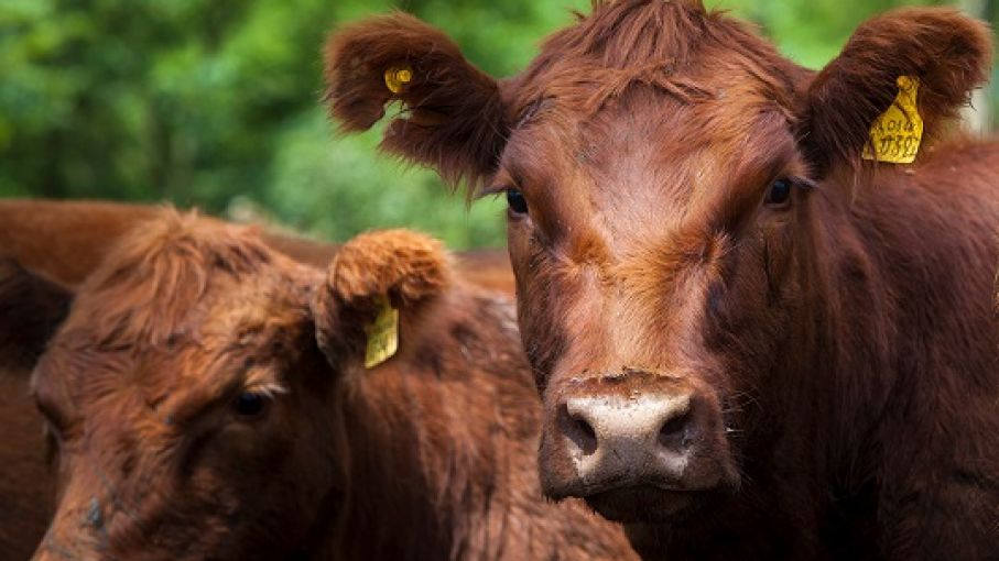 Bienestar animal durante las campañas de vacunación antiaftosa y antibrucélica