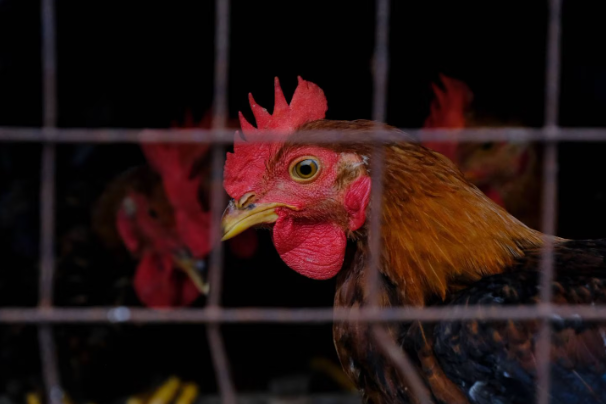 Brasil se centra en las aves silvestres para evitar la propagación de la gripe aviar