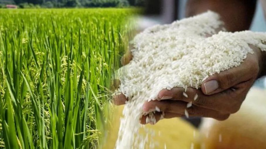 Afirman que cada vez hay menos productores de arroz