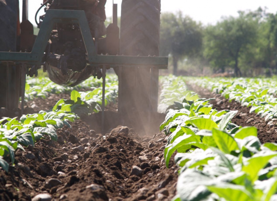 Acordaron en Misiones un nuevo precio de referencia para el tabaco con una suba de 300%