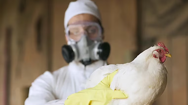 Chile confirmó el primer caso de gripe aviar en humanos