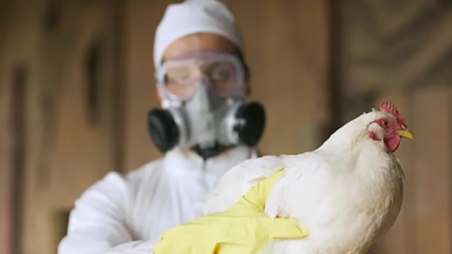 Chile confirmó el primer caso de gripe aviar en humanos