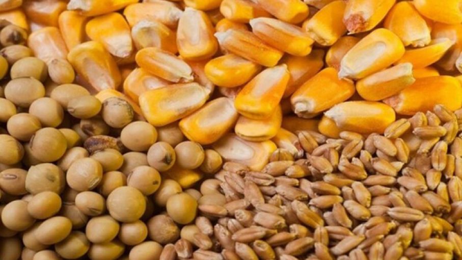 Precios de los granos con fuertes subas en Chicago tras informe del USDA