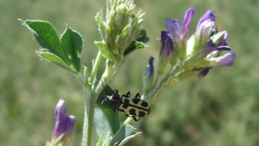 Oficial: INTA confirmó que un insecto que se multiplicó en la sequía es letal para el ganado vacuno