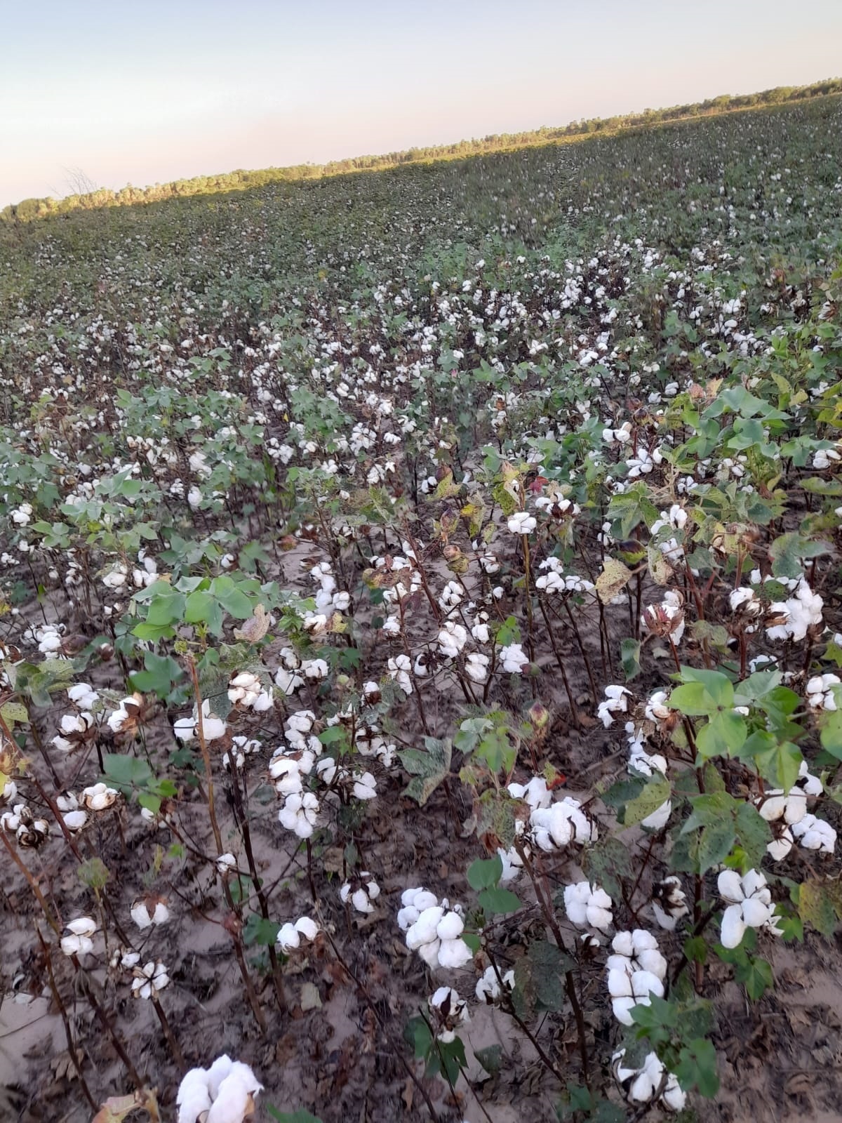 Formosa fijó los precios de referencia para el algodón en bruto