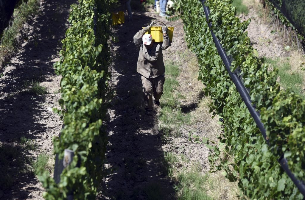 Avanza la vendimia, con mermas en las cantidades cosechadas pero con uvas de buena calidad