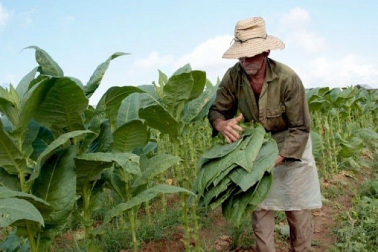 Crece malestar de las provincias tabacaleras