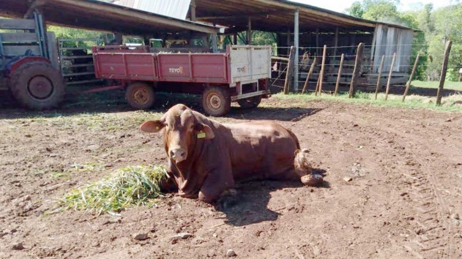 Por un brote de rabia ya se vacunaron más de 2 mil animales