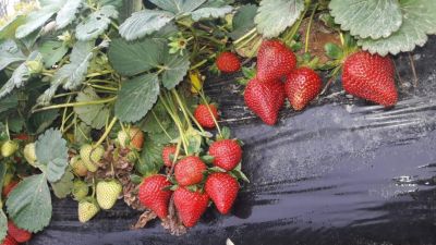 Los secretos de los productores de frutillas: consejos para un cultivo saludable