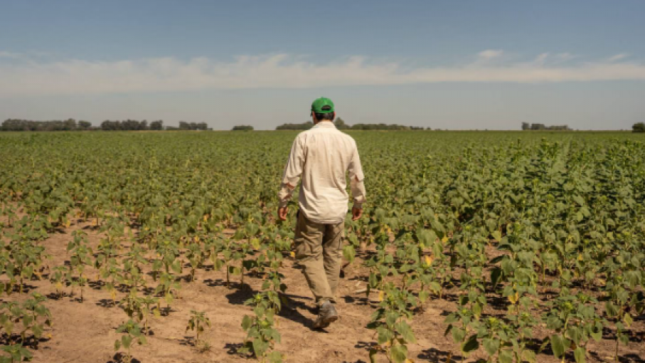 Massa confirmó el dólar agro: el detalle de todas las medidas económicas