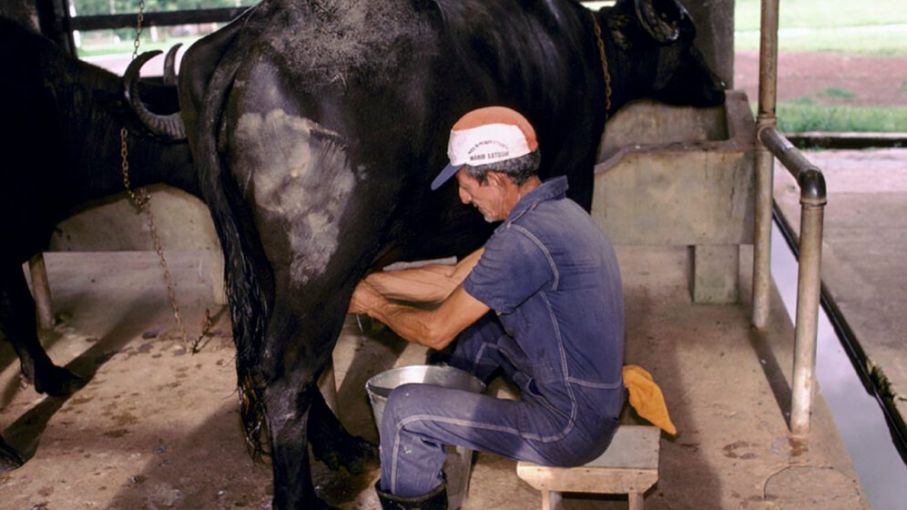 Prácticas extensivas favorecen producción ganadera sostenible