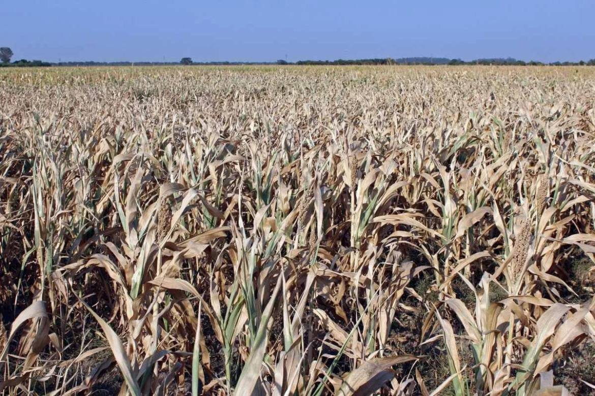 Boletín Oficial: qué dicen los decretos del dólar soja 3 y de la emergencia agropecuaria