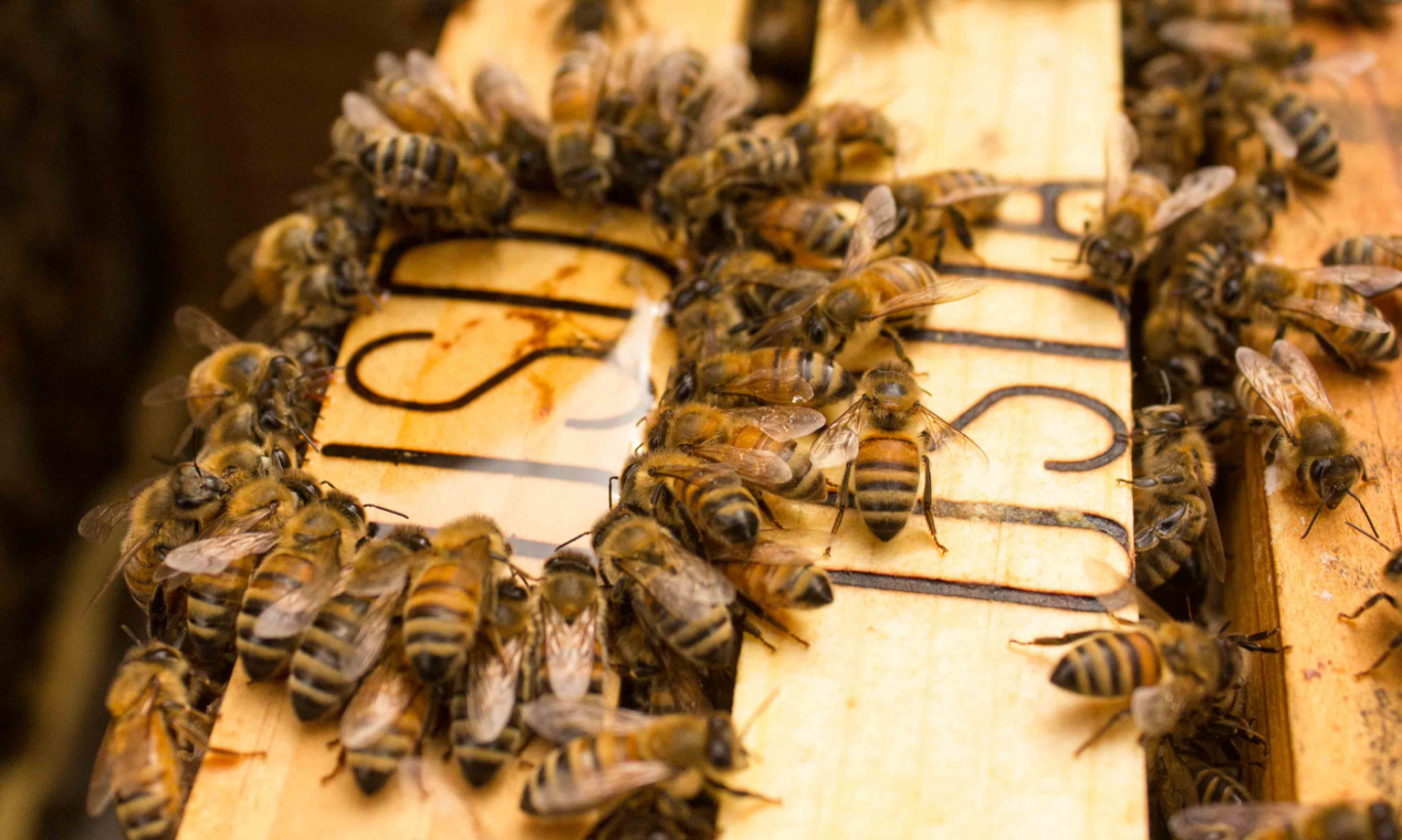 Primera vacuna del mundo para salvar a las abejas de enfermedades mortales