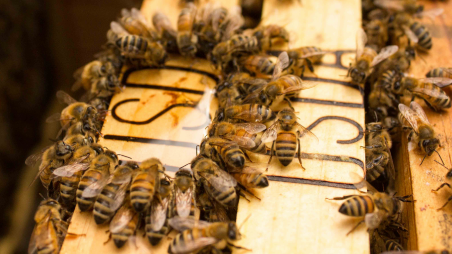 Primera vacuna del mundo para salvar a las abejas de enfermedades mortales