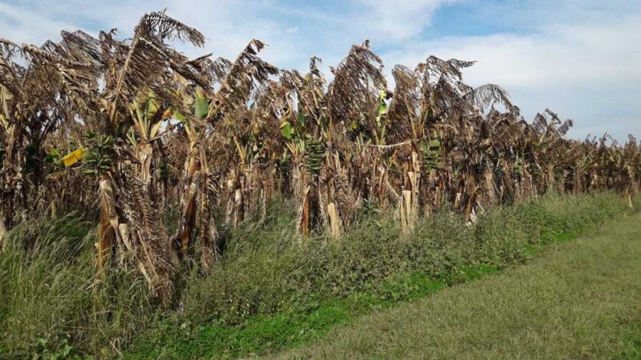 Formosa: Economía declaró el estado de emergencia retroactivo 