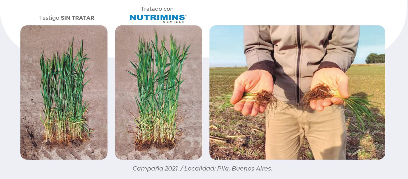 Zinc: el micronutriente que eficientiza tu cultivo de trigo