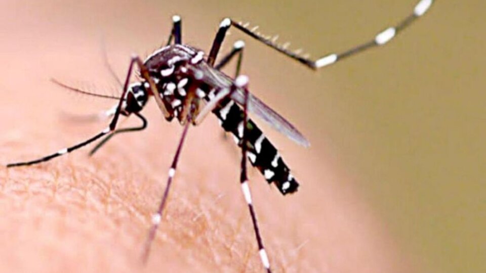 Aumenta el dengue en Sudamérica y sur de Europa por el cambio climático