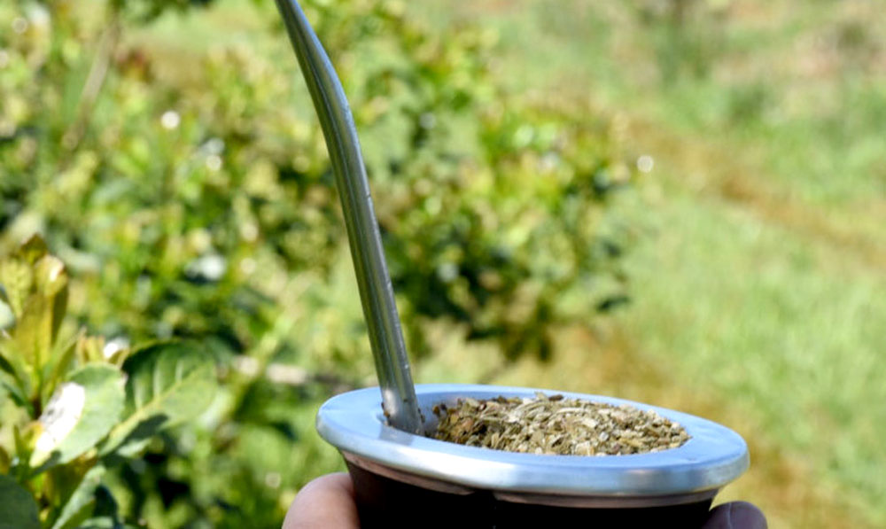 Enero registró incrementos en las ventas al mercado interno y en exportaciones de yerba mate