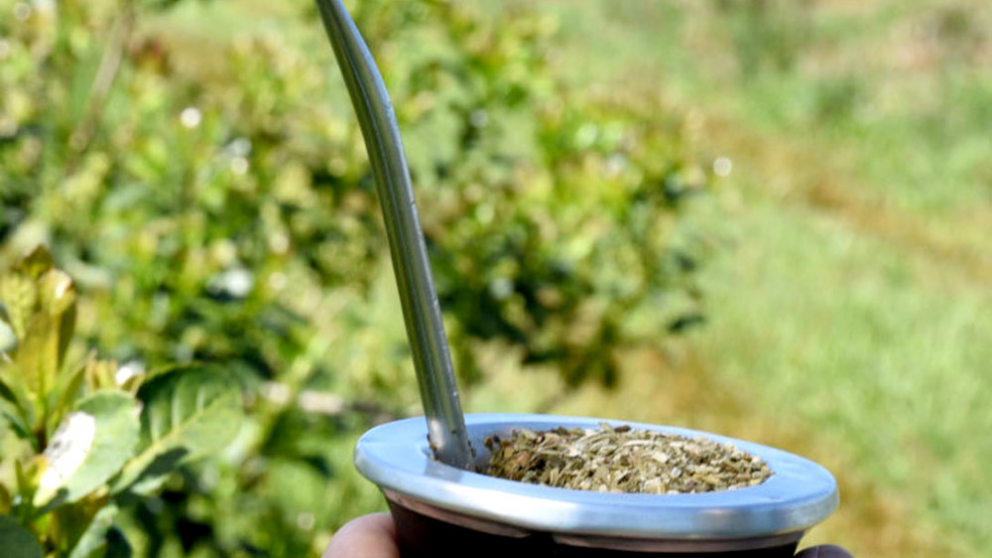 Especialistas del CONICET descifraron el genoma de la yerba mate