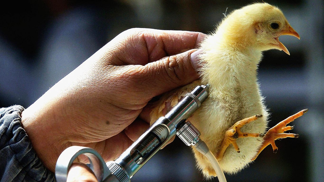 El USDA acelera los ensayos de la vacuna contra la gripe aviar 